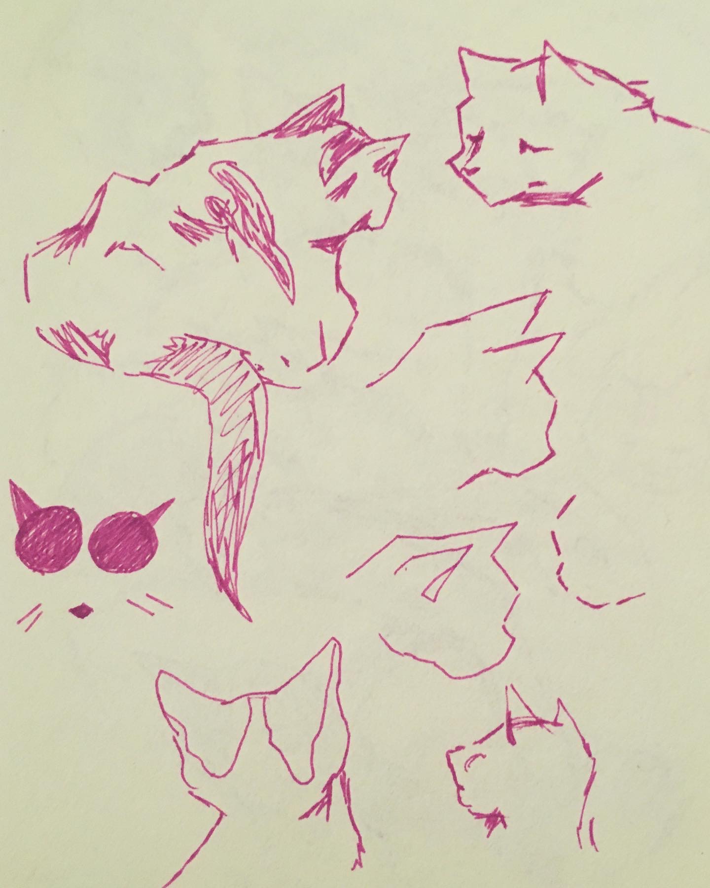 sketches of cat